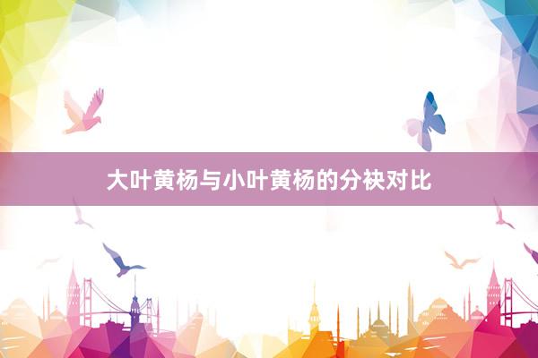 大叶黄杨与小叶黄杨的分袂对比